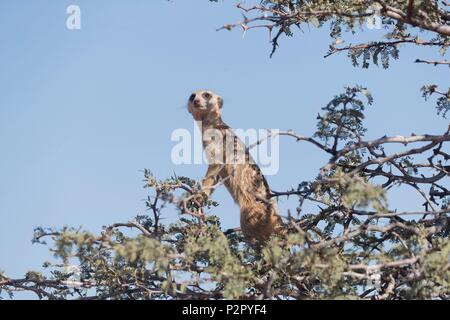 Südafrika, Kalahari Wüste, Erdmännchen oder erdmännchen (Suricata suricatta), Erwachsener, Sentinel thront auf einem Baum Stockfoto