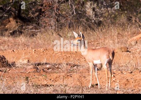 Südafrika, Mala Mala Game Reserve, Steinböckchen (Raphicerus campestris), erwachsenen männlichen Stockfoto