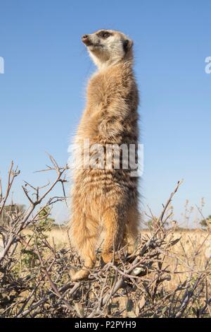 Südafrika, Kalahari Wüste, Erdmännchen oder erdmännchen (Suricata suricatta), Erwachsener, Sentinel thront auf einem Baum Stockfoto