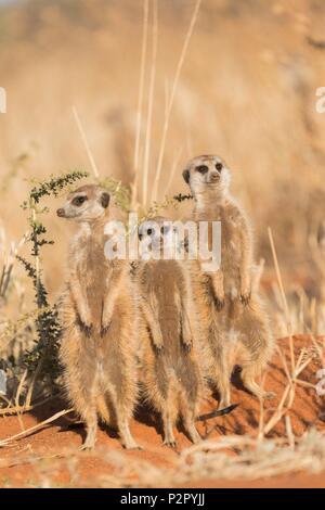 Südafrika, Kalahari Wüste, Erdmännchen oder erdmännchen (Suricata suricatta), Erwachsene und Youngs Stockfoto