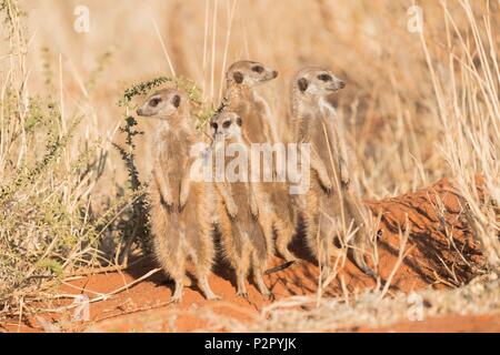 Südafrika, Kalahari Wüste, Erdmännchen oder erdmännchen (Suricata suricatta), Erwachsene und Youngs Stockfoto