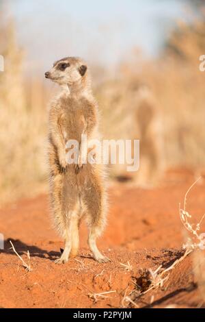 Südafrika, Kalahari Wüste, Erdmännchen oder erdmännchen (Suricata suricatta), Erwachsene Stockfoto