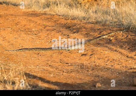 Südafrika, Mala Mala Game Reserve, Savannah, Southern African python (Python natalensis), überqueren Sie die Straße Stockfoto