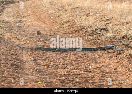 Südafrika, Mala Mala Game Reserve, Savannah, Southern African python (Python natalensis), überqueren Sie die Straße Stockfoto