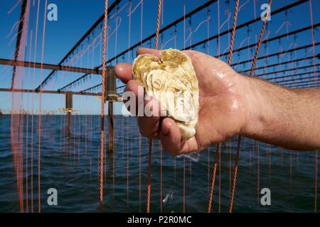 Frankreich, Aude, Leucate, Austernzucht, Christophe Guinot, Fischer und Austernzüchter am Leucate Teich, Herz Oyster für Valentinstag geformt Stockfoto