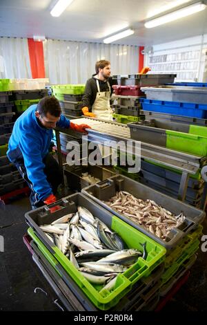 Frankreich, Herault, Sete, Verkauf von Fischen an der Auktion von Sete, laden Fisch auf Laufbändern Stockfoto