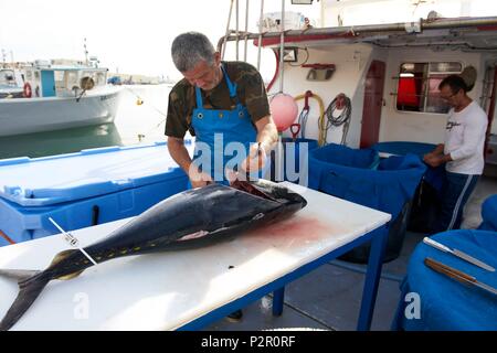 Frankreich, Herault, Sete, Ankunft der gefangenen Thunfisch an der Langleine Stockfoto