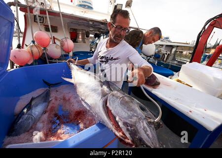 Frankreich, Herault, Sete, Ankunft der gefangenen Thunfisch an der Langleine Stockfoto