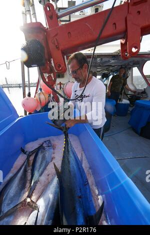 Frankreich, Herault, Sete, Ankunft der gefangenen Thunfisch an der Langleine Stockfoto