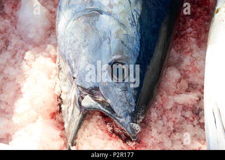 Frankreich, Herault, Sete, Ankunft der gefangenen Thunfisch an der Langleine Stockfoto