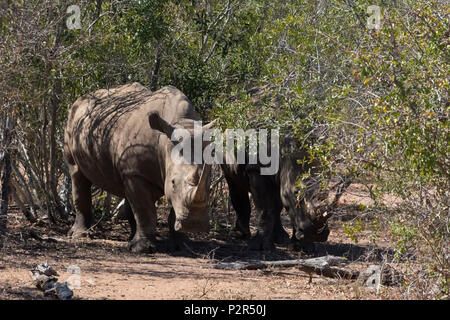 Breitmaulnashörner im Mkhaya Game Reserve, Swasiland Stockfoto