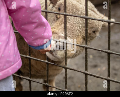 Weiße Schafe erreichen durch Zaun Essen vom Kind zum Essen Stockfoto