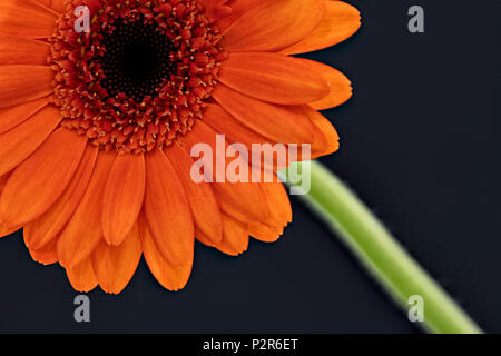 Nahaufnahme eines Orange Gerbera Blume fotografiert vor einem schwarzen Hintergrund Stockfoto
