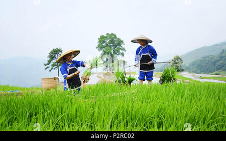 Longsheng, China Guangxi Zhuang autonomen Region. 16 Juni, 2018. Landwirte arbeiten in terrassierten Feldern in Sishui Dorf Longsheng County, South China Guangxi Zhuang autonomen Region, 16. Juni 2018. Credit: Pan Zhixiang/Xinhua/Alamy leben Nachrichten Stockfoto