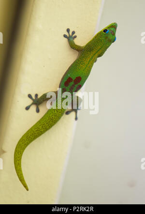 Pahoa, Hawaii, USA. 12 Juni, 2018. Ein gecko hängt heraus entlang der Dachlinie am Montag, Juni 12, 2018, in Pahoa, Hawaii. Foto von Le Baskow/LeftEyeImages Credit: L.E. Baskow/ZUMA Draht/Alamy leben Nachrichten Stockfoto