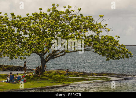 Pahoa, Hawaii, USA. 12 Juni, 2018. Eine der vielen schönen Bäume auf Coconut Island während des King Kamehameha Day Feier am Montag, Juni 12, 2018, in Hilo, Hawaii. Foto von Le Baskow/LeftEyeImages Credit: L.E. Baskow/ZUMA Draht/Alamy leben Nachrichten Stockfoto