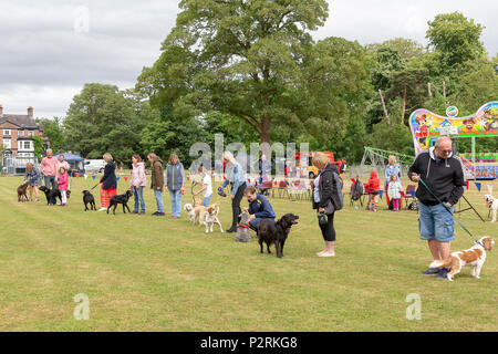 Warrington, Großbritannien, 16. Juni 2018 - Kandidaten stehen in der Linie für die Beurteilung der Hund mit dem Schwanz waggiest Wettbewerb nach der Krönung der Thelwall Rose Queen, Thelwall, in der Nähe von Warrington, Cheshire, England, UK Credit: John Hopkins/Alamy Live News Credit: John Hopkins/Alamy leben Nachrichten Stockfoto