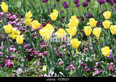 Schöne Tulpe Stockfoto