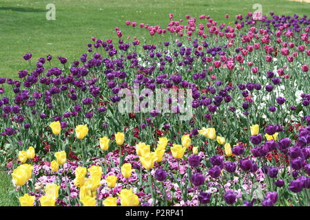 Schöne Tulpe in der Budaer Burg Stockfoto