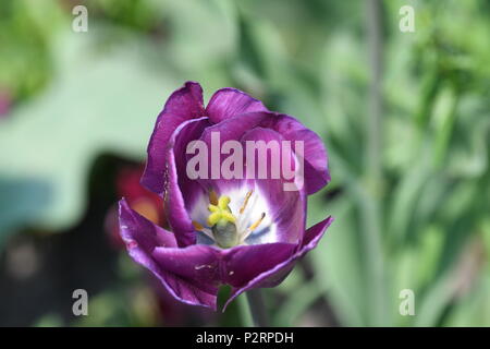 Schöne Tulpe in der Budaer Burg Stockfoto