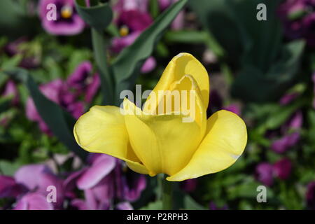 Schöne Tulpe in der Budaer Burg Stockfoto