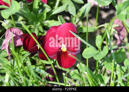 Schöne Tulpe in der Budaer Burg Stockfoto