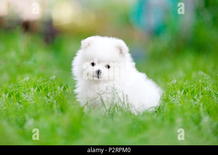 Weiß pomeranian spitz Welpen im Gras sitzen Stockfoto