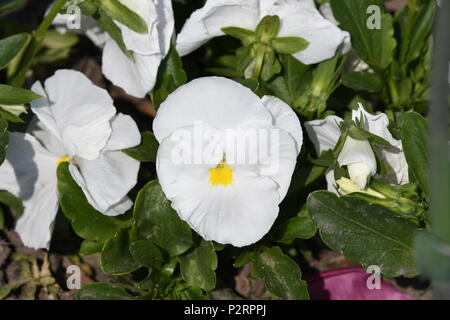 Schöne Tulpe Stockfoto