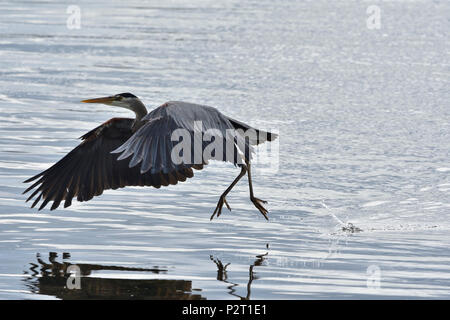 Große Blaue Reiher fressen in Esquimalt Lagune, Royal Straßen, British Columbia, Kanada Stockfoto