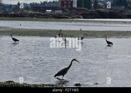 Große Blaue Reiher fressen in Esquimalt Lagune, Royal Straßen, British Columbia, Kanada Stockfoto