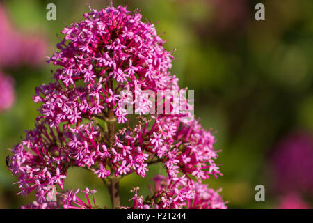 Eine Nahaufnahme eines Roten Baldrian blühen; das ist ein Englischer wildflower. Stockfoto