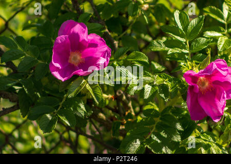 Blüten eines rugosa Rose zeichnen sich inmitten des grünen Laub. Stockfoto