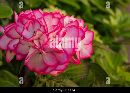 Die zarten Rosa errötete Blüte eine Hortensie Fänge ein warmes Glühen von der Sonne. Stockfoto