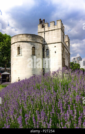 Der Tower von London Middle Tower dient als Kulisse für ein großes Bett des lebhaften Lavendel. Stockfoto