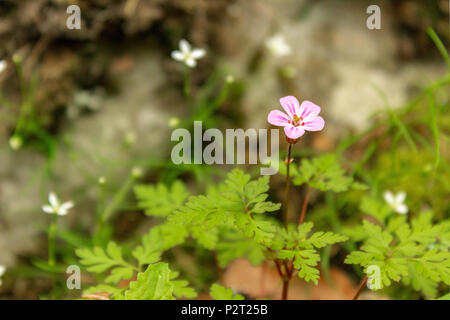 Ein Kraut Robert Geranium wächst in einer Ecke in den Felsen neben dem Weg zum Schloss Neuschwanstein in der Nähe von Schwangau, Bayern, Deutschland. Stockfoto