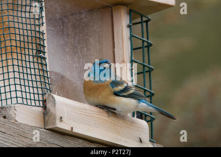 Schönen männlichen Lazuli Bunting (Passerina Amoena) auf einem Bird Feeder. Häufige Besucher des Schrägförderers, Lazuli wie Sonnenblumenkernen, Hirse, und Thistle seed. Stockfoto