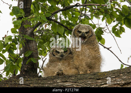 Eine große Gehörnten owlet (Bubo virginianus) zeigt seine Gape mit einer Breite von dösen Geschwister gähnen. Bezeichnung start Verzweigung von Nest bei 5 Wochen. Stockfoto