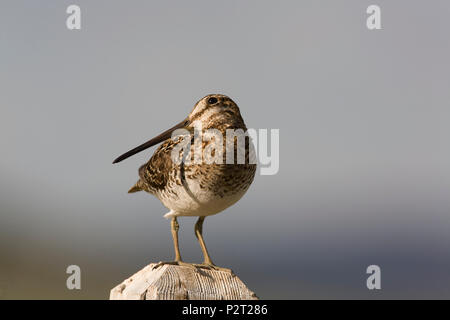 Wilson's Bekassine (Gallinago delicata) vorsichtig scvans den Himmel Kontrolle für Flying Raubtiere. Snipe Zander auf Beiträge wie Aussichtspunkte beobachten Über die Junge Stockfoto