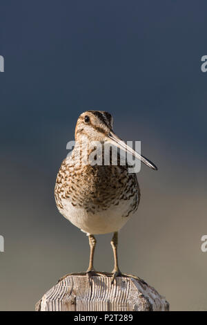 Wilson's Bekassine (Gallinago delicata) aufmerksam beobachtet, wie es Wache über Junge im Gras unten steht. Snipe häufig Zander auf Beiträge. Stockfoto