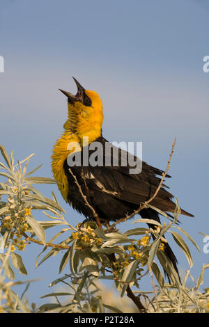 Yellow-headed blackbird (Xanthocephalus xanthocephalus) singt, Benton Lake National Wildlife Refuge, in der Nähe von Great Falls, MT. Stockfoto