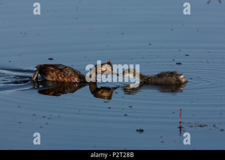 Eared Haubentaucher (Podiceps nigricollis) Feeds Küken einen Bissen auf Benton See. Stockfoto