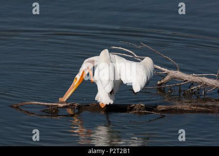 Eine American White Pelican (Pelecanus erythrorhyncos) Kratzer den Hals mit seinen Fuß auf einem Baumstamm in der Missouri River thront. Stockfoto