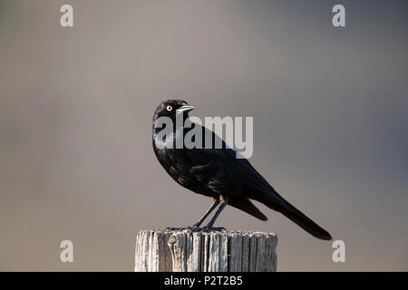 Gemeine Gracke (Quicalus quiscula) steht auf Zaunpfosten. Stockfoto