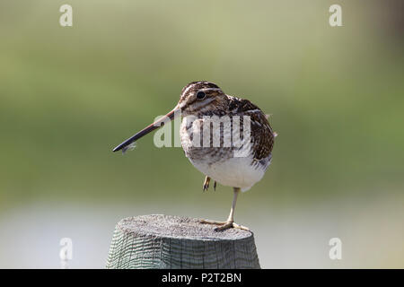 Ein Wilson Bekassine (Gallinago delicata) zeigt ein Balanceakt, wie es auf einem Bein auf einer Post steht. Stockfoto