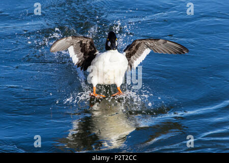 Splash Down! Tauchen Enten, wie Dieser schellente (Bucephala clangula) Schleudern zu stoppen, brauchen Platz für Start und Landung. Stockfoto