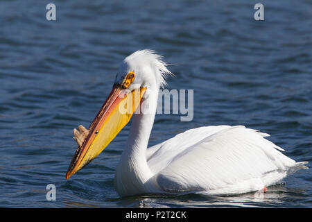 American White Pelican (Pelecanus erythrorhyncos) schwimmt in den Missouri River. Horn ist Brutzeit schmücken. Stockfoto