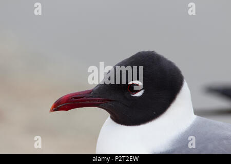 Nahaufnahme der Zucht nach lachen Möwe (atricilla Leucophaeus), eine mittlere Gull, Fairhope, Alabama. Stockfoto