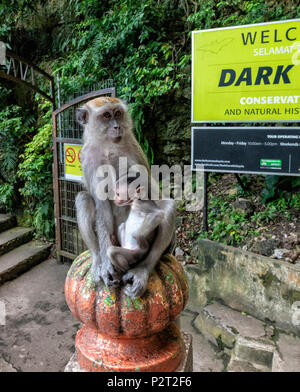 Lange Tailed Macaque und ihr Baby auf einer steinernen Säule an der Batu Höhlen, Selangor, Malaysia sitzen Stockfoto