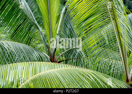 Nahaufnahme der Palme Wedel in einem Regenwald auf Borneo, Malaysia Stockfoto