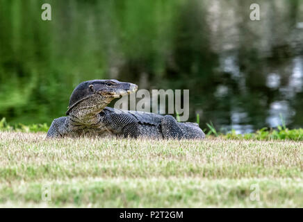 Eine asiatische Wasser Monitor (Varanus Salvator) hinterlässt einen Teich und Kreuze einige offene Grasland auf Borneo, Malaysia. Dieses Exemplar war fast 5 Fuß langen Stockfoto